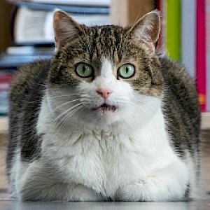 Emergency vet in Austin, TX